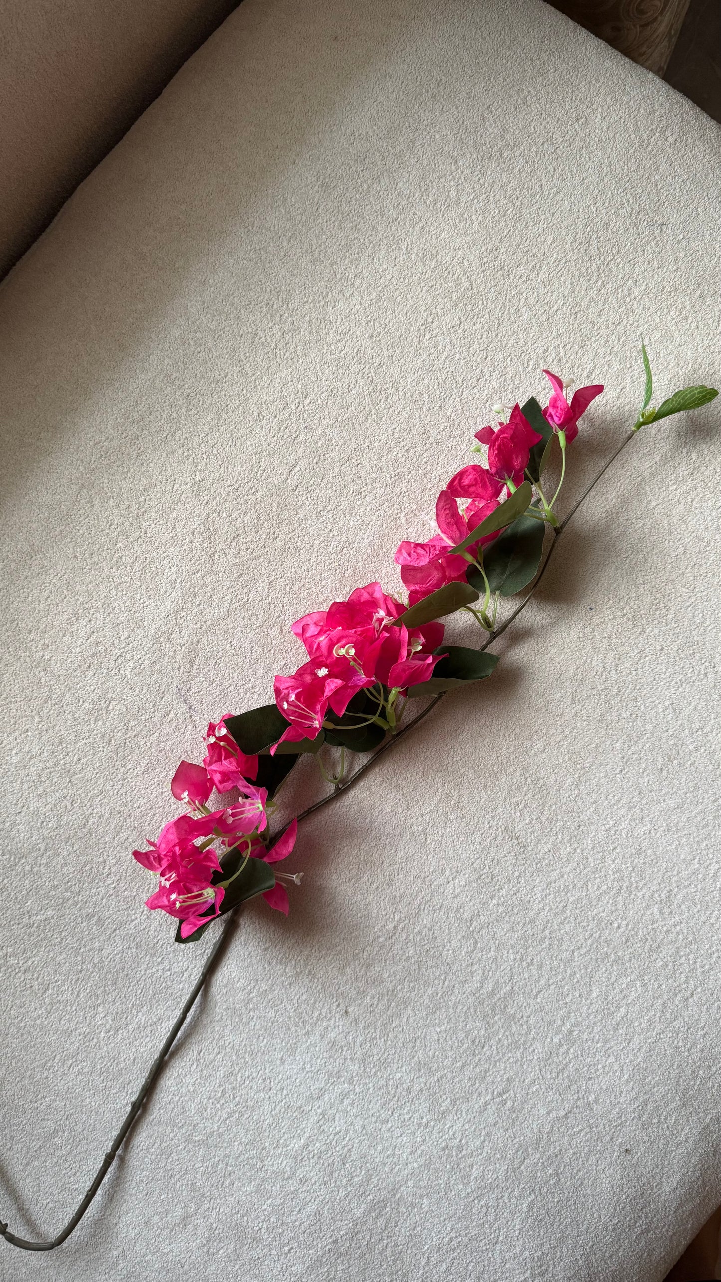 Bougainvillea stems