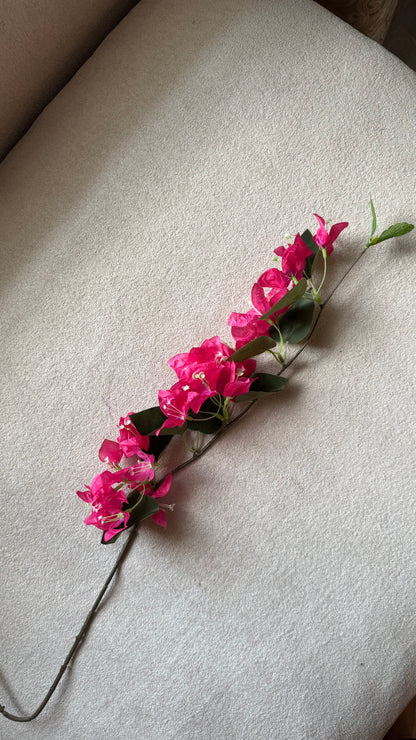 Bougainvillea stems